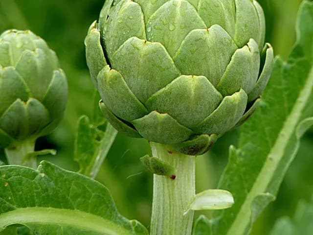 Artichoke, is it keto?