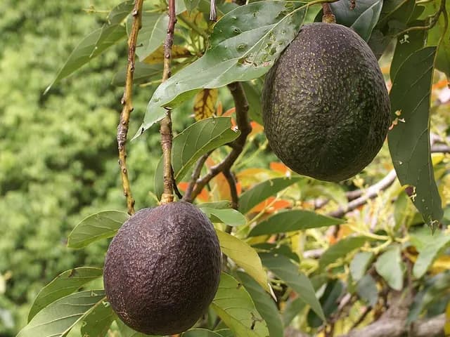 Avocado, is it keto?