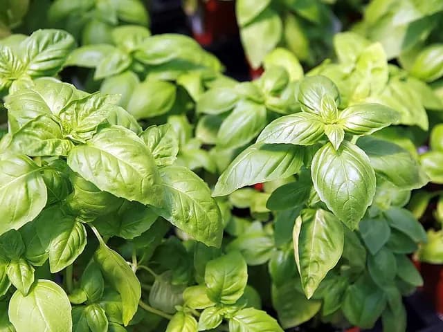 Basil (Fresh), is it keto?