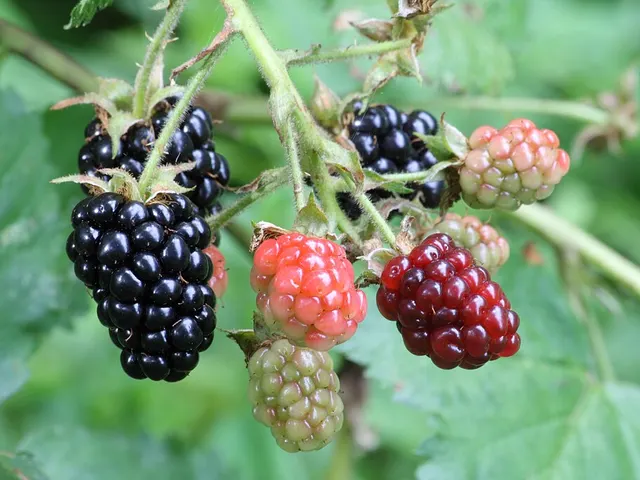 Blackberries, is it keto?