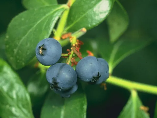 Blueberries, is it keto?