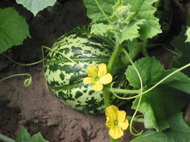 Cantaloupe, is it keto?