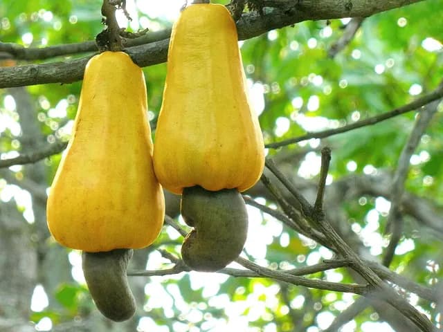 Cashews, is it keto?