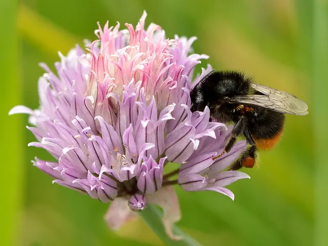 Chives, is it keto?