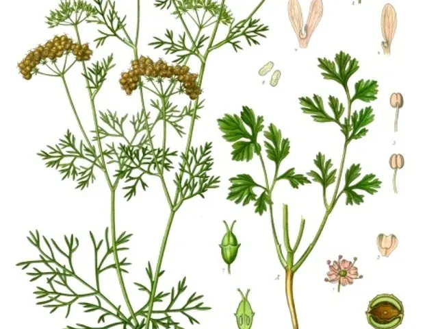 Cilantro (Fresh), is it keto?