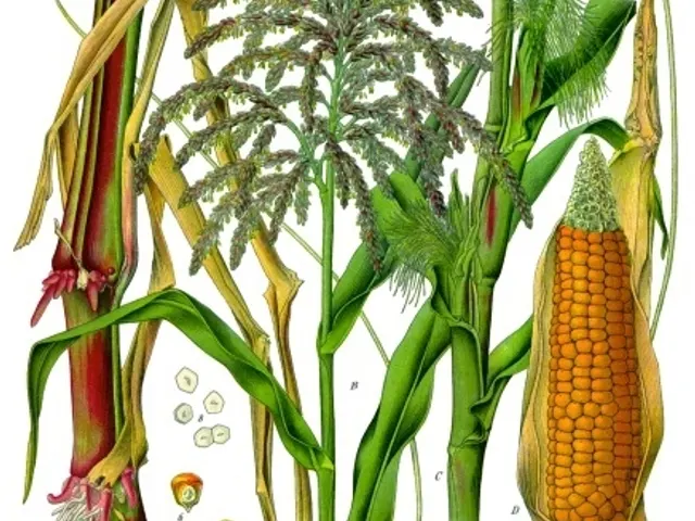 Corn, is it keto?