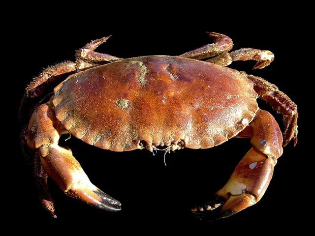 Crab, is it keto?