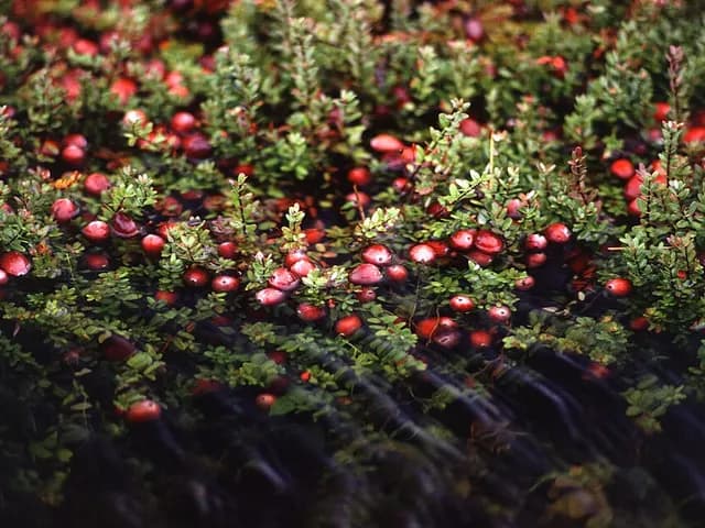 Cranberries (Fresh, Unsweetened), is it keto?