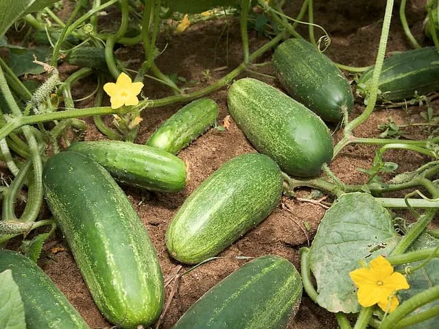 Cucumber, is it keto?