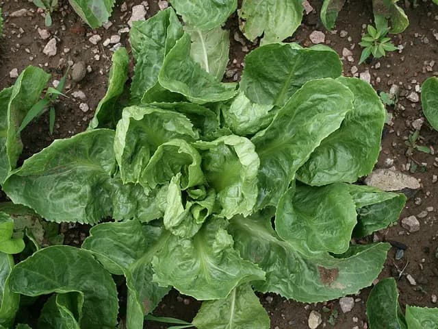 Endive, is it keto?