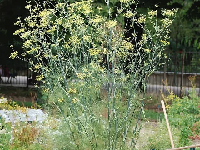 Fennel (bulb), is it keto?