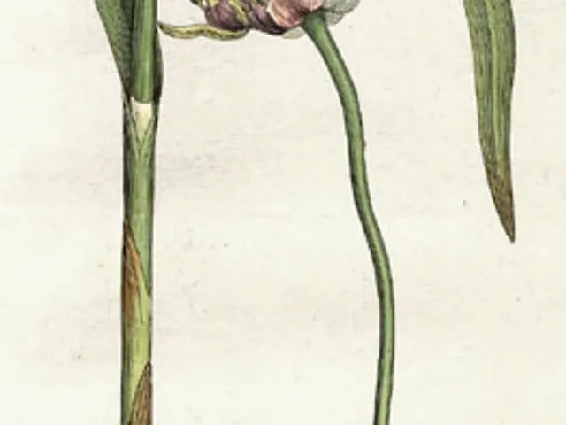Garlic, is it keto?