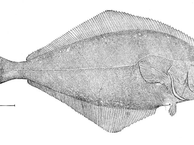 Halibut, is it keto?