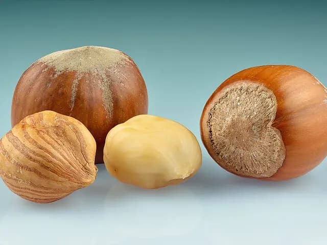 Hazelnuts, is it keto?