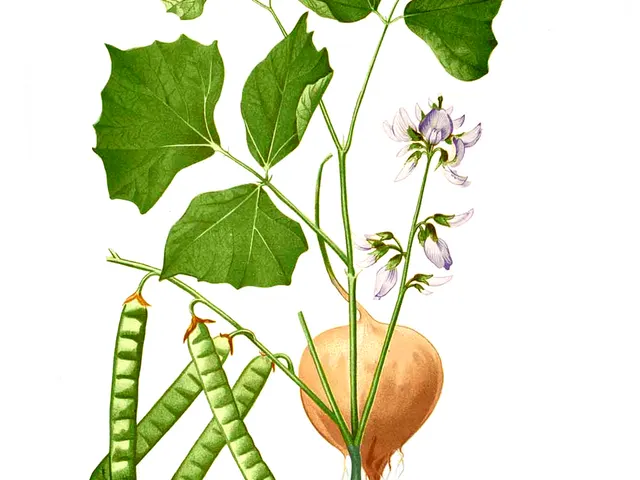 Jicama, is it keto?