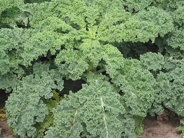 Kale, is it keto?