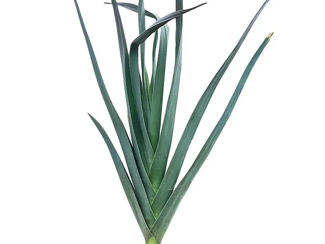 Leek, is it keto?