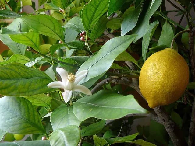 Lemon, is it keto?