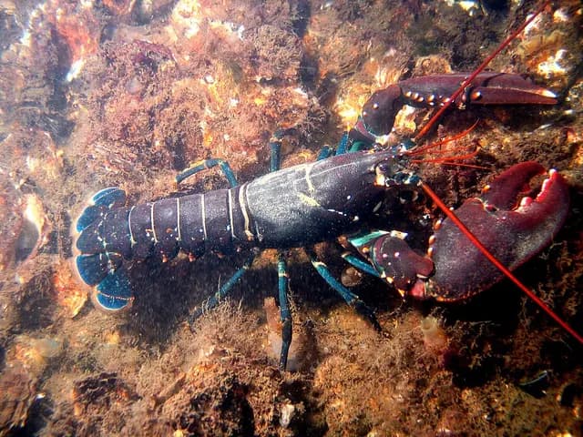 Lobster, is it keto?