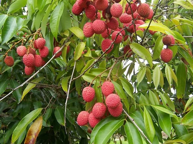 Lychee, is it keto?