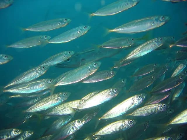 Mackerel, is it keto?