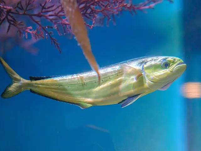 Mahi-Mahi, is it keto?