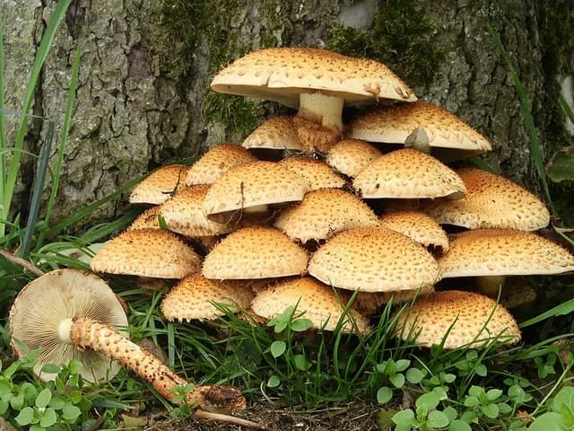 Mushrooms, is it keto?