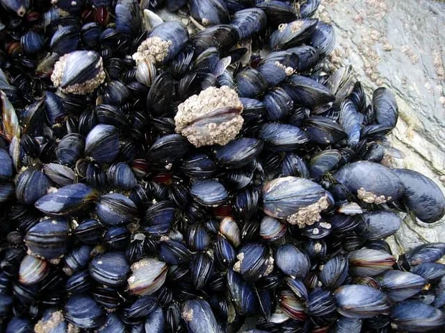 Mussels, is it keto?