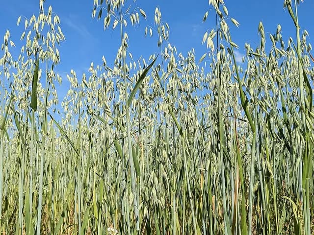 Oats (oatmeal), is it keto?