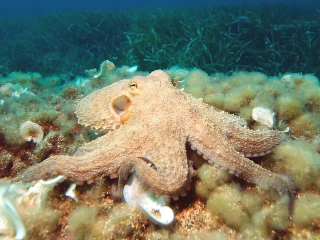 Octopus, is it keto?