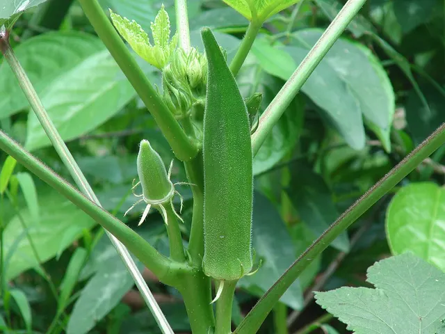 Okra, is it keto?