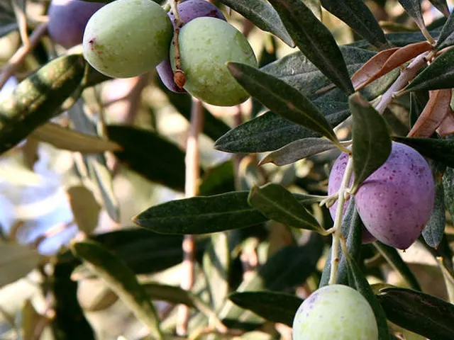 Olives, is it keto?