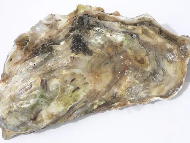 Oysters, is it keto?