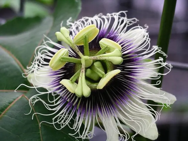Passion Fruit, is it keto?