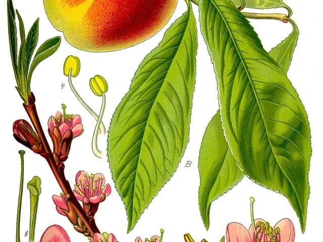 Peach, is it keto?