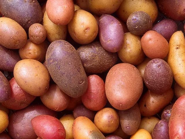 Potato, is it keto?