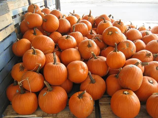 Pumpkin, is it keto?