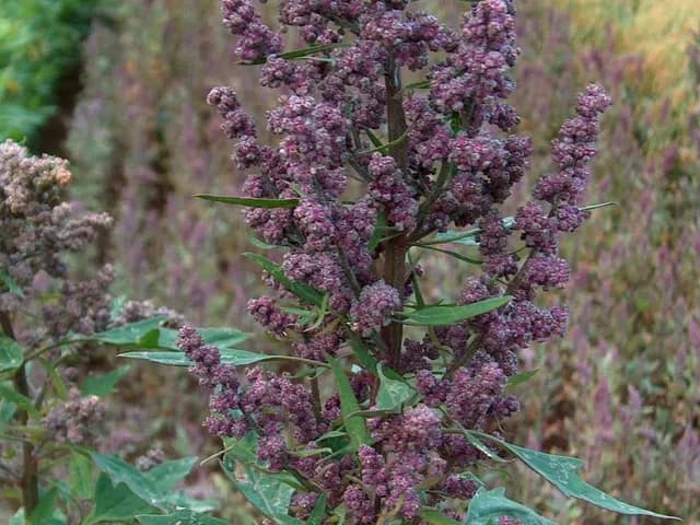 Quinoa, is it keto?