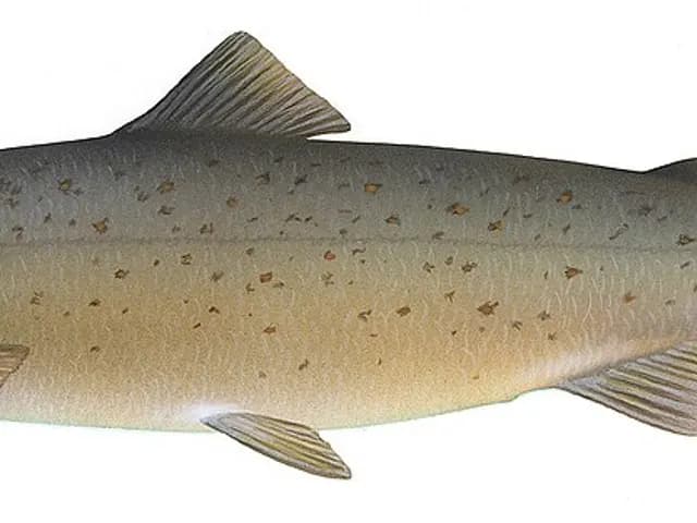 Salmon, is it keto?