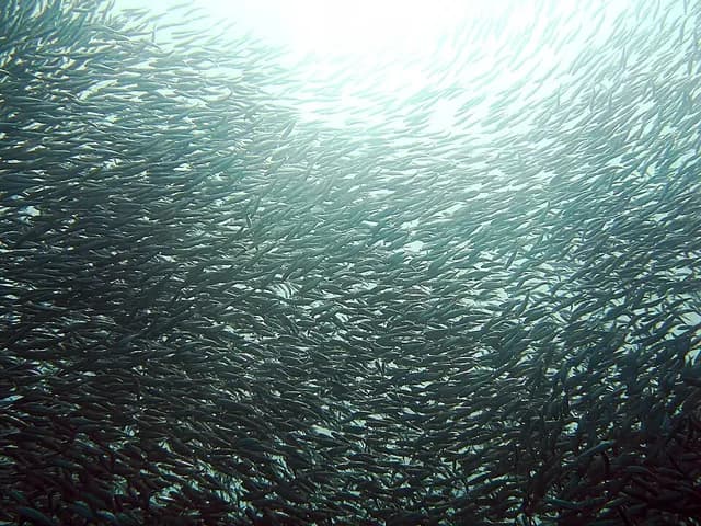 Sardines, is it keto?