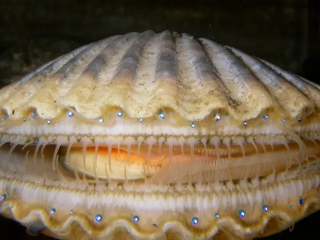 Scallops, is it keto?