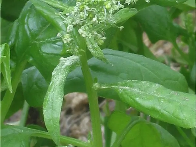 Baby Spinach, is it keto?