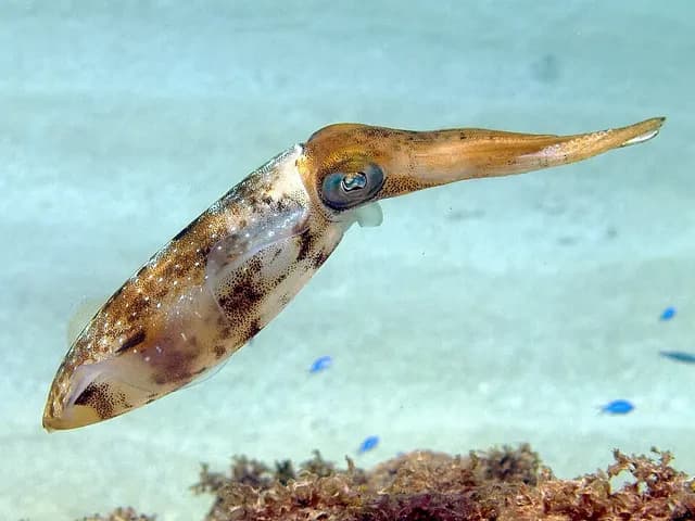 Squid (Calamari, raw), is it keto?