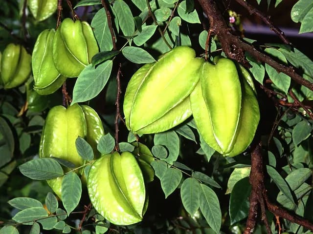 Starfruit (Carambola), is it keto?