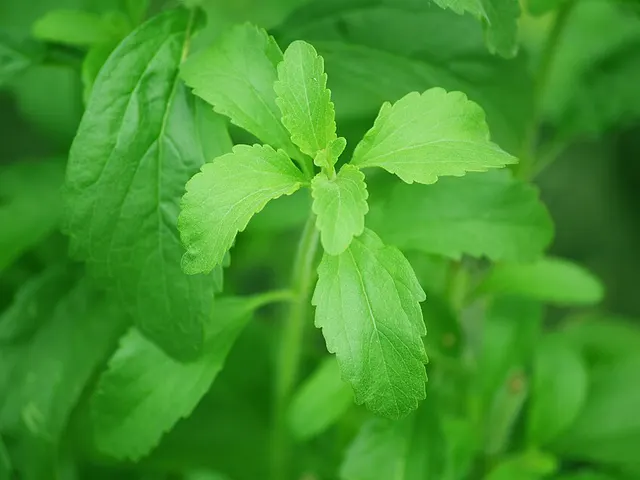 Stevia, is it keto?