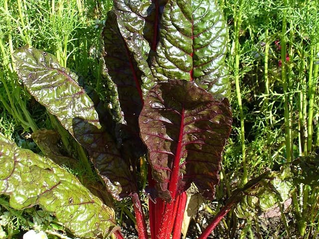 Swiss Chard, is it keto?
