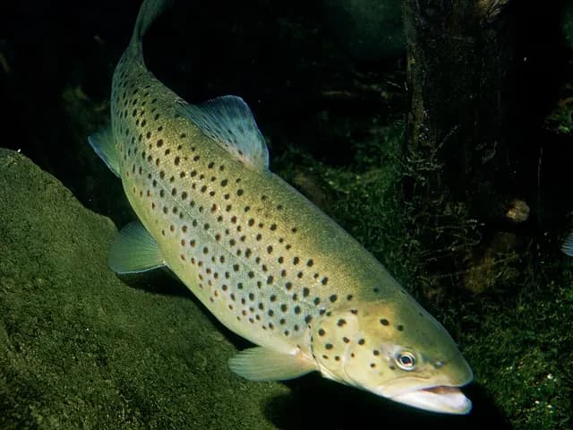 Trout, is it keto?