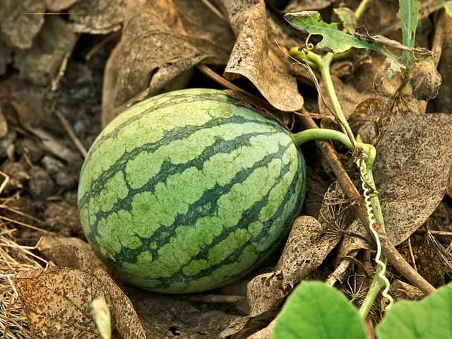 Watermelon, is it keto?
